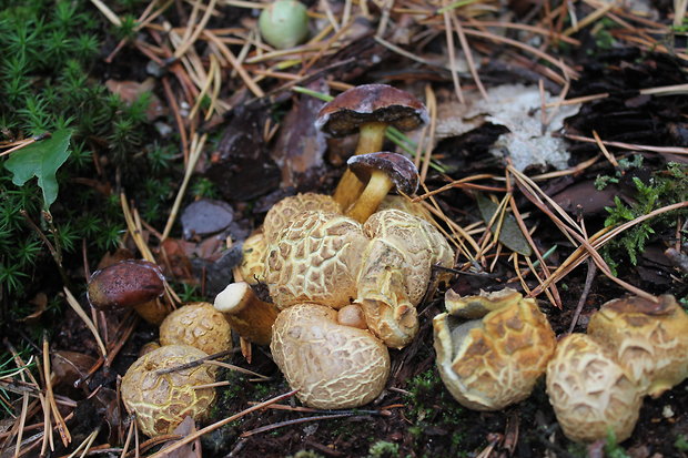 suchohríb cudzopasný Pseudoboletus parasiticus (Bull.) Šutara