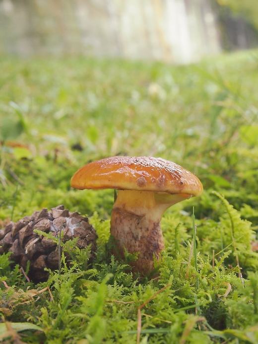 masliak smrekovcový Suillus grevillei (Klotzsch) Singer