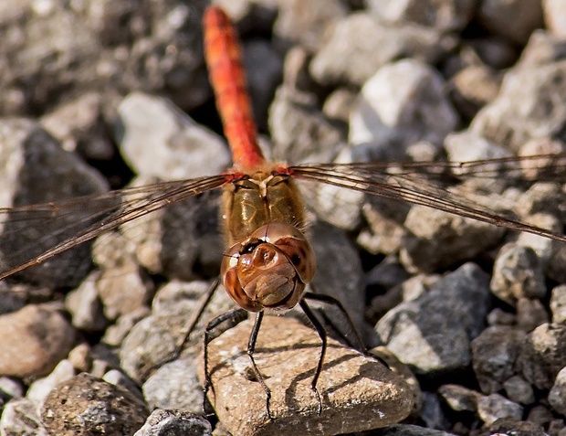 vážka pestrá Sympetrum striolatum