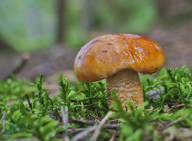 čírovka oranžová Tricholoma aurantium (Schaeff.) Ricken