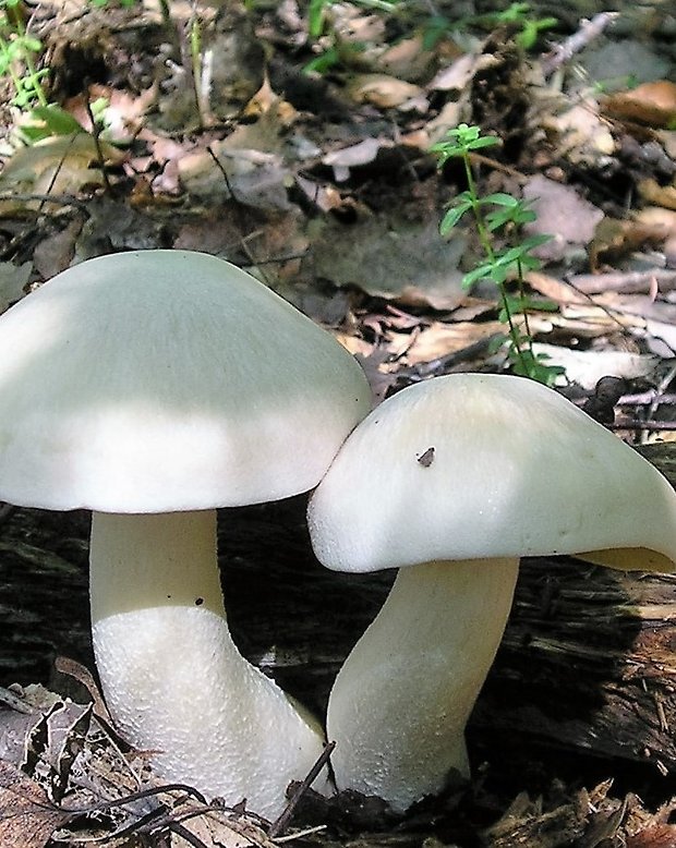 hodvábnica jedovatá (veľká?) Entoloma sinuatum (Bull.) P. Krum