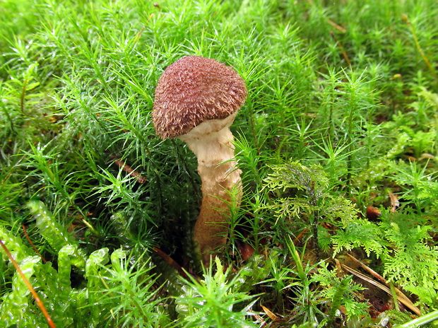 podpňovka tmavá Armillaria ostoyae (Romagn.) Herink