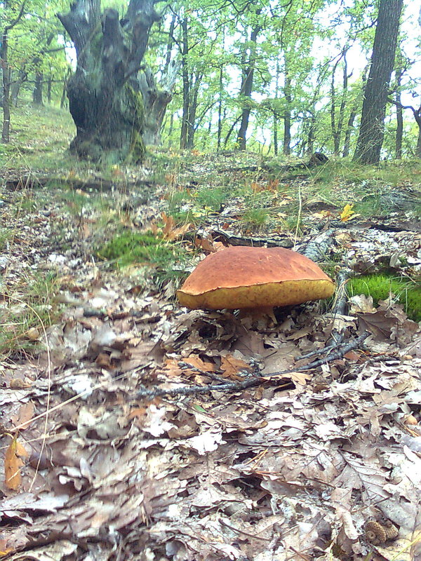 hríb smrekový Boletus edulis Bull.