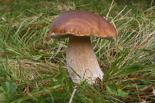 hríb smrekový Boletus edulis Bull.