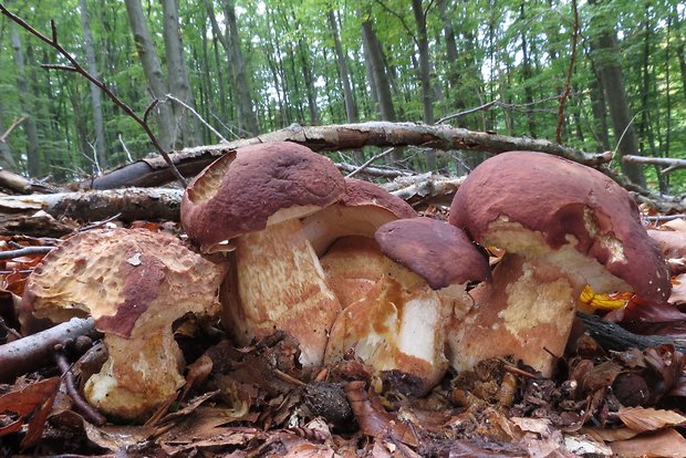 hríb sosnový Boletus pinophilus Pil. et Dermek in Pil.