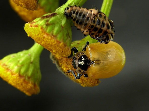 liskavka topoľová (sk) / mandelinka topolová (cz) Chrysomela populi Linnaeus, 1758