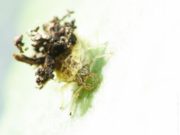 zlatoočka - larva Chrysopidae
