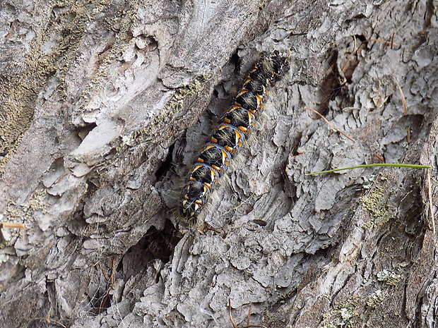 priadkovec mesiačkovy Cosmotriche lobulina