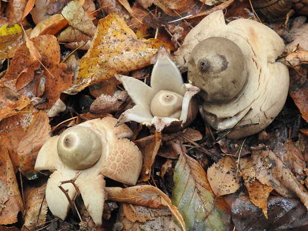 hviezdovka trojitá Geastrum triplex Jungh.