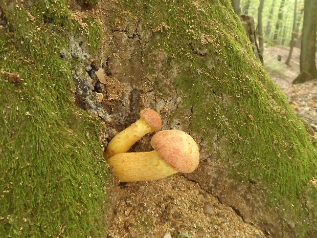 šupinovec nádherný Gymnopilus junonius (Fr.) P.D. Orton