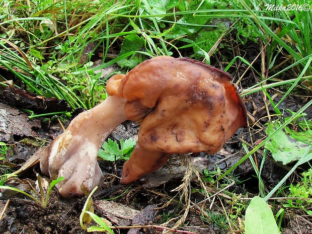 ušiak mitrovitý Gyromitra infula (Schaeff.) Quél.