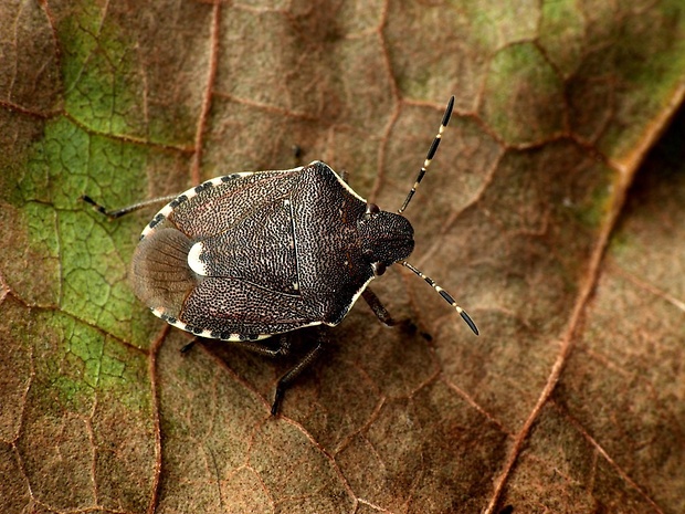 bzdocha (sk) / knežice (cz) Holcostethus sphacelatus Fabricius, 1794