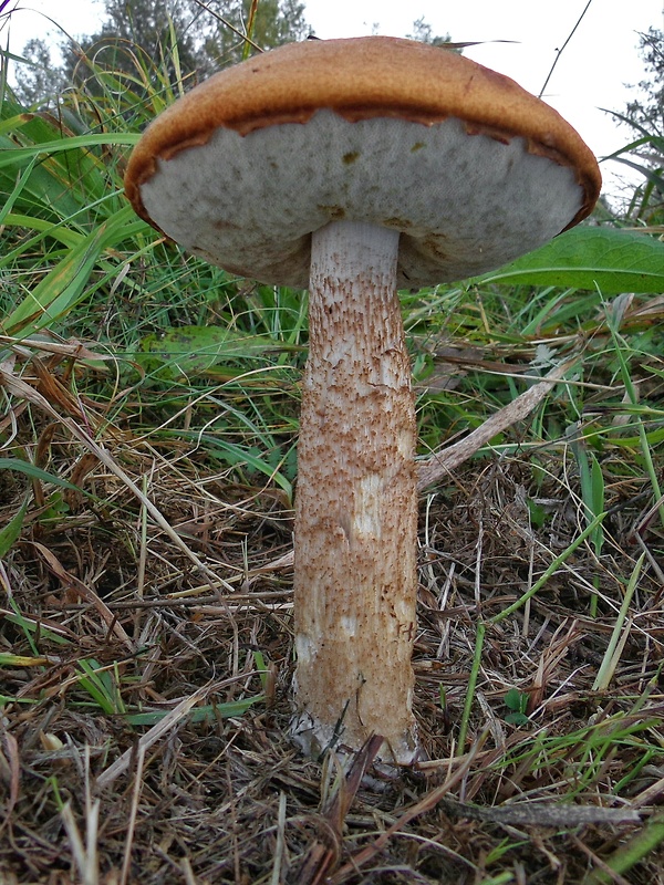 kozák osikový Leccinum albostipitatum den Bakker & Noordel.