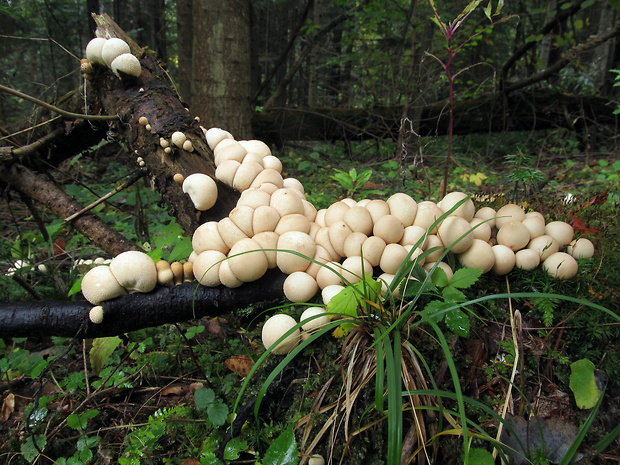 prášnica hruškovitá Lycoperdon pyriforme Schaeff.