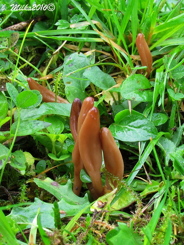 drobnojazýček Microglossum olivaceum (Pers.) Gillet