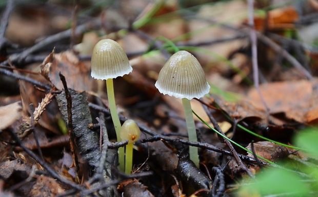 prilbička slizká Mycena epipterygia (Scop.) Gray