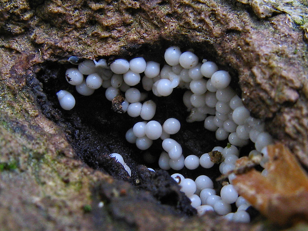 slizovka Myxomycetes sp.