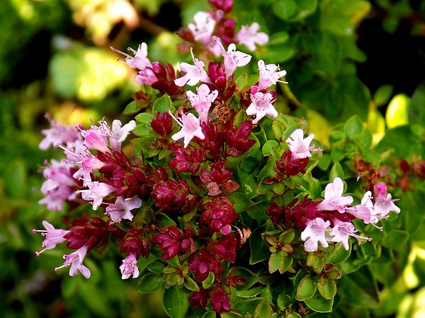 pamajorán obyčajný Origanum vulgare L.