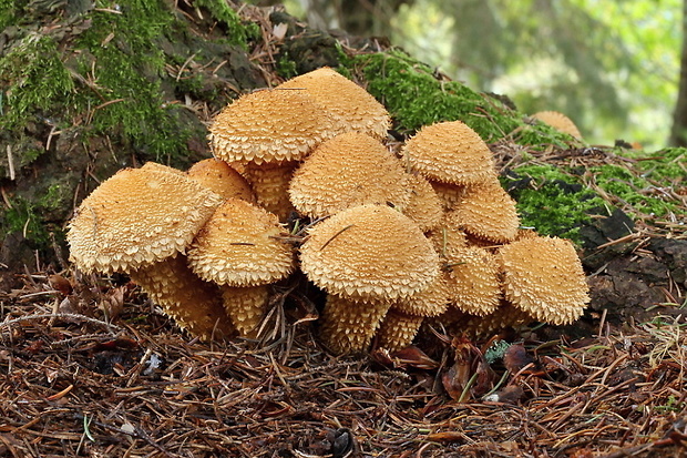 šupinovka šupinatá Pholiota squarrosa (Vahl) P. Kumm.