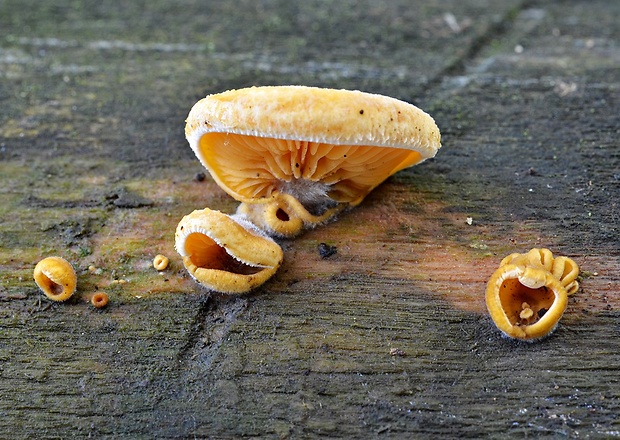 hlivník hniezdovitý Phyllotopsis nidulans (Pers.) Singer