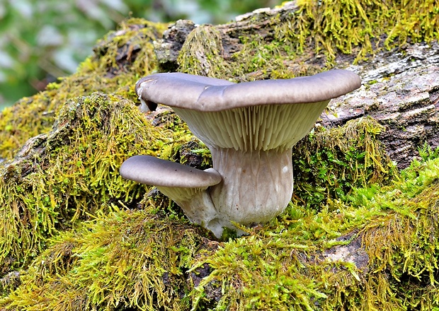 hliva ustricovitá Pleurotus ostreatus (Jacq.) P. Kumm.