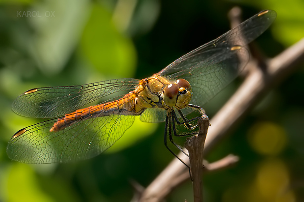 vážka červená Sympetrum sanguineum