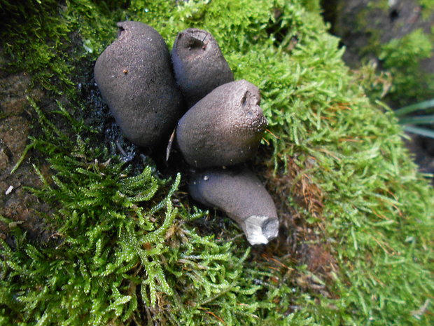 drevnatec Xylaria sp.