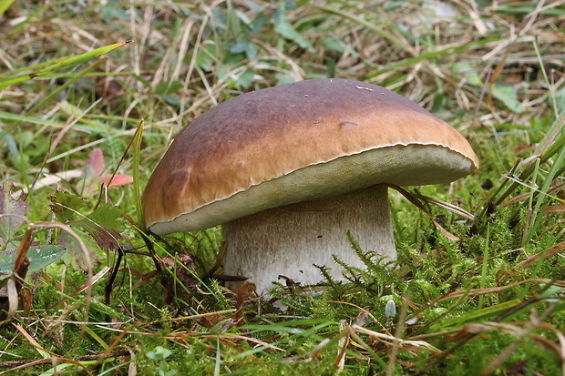 hríb smrekový Boletus edulis Bull.