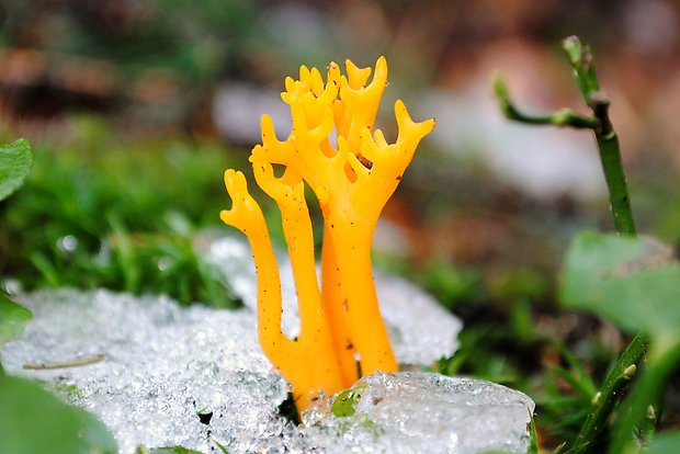 parôžkovec lepkavý Calocera viscosa (Pers.) Fr.