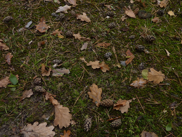 hviezdovka kvetovitá Geastrum floriforme Vittad.