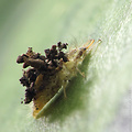  zlatoočka - larva
