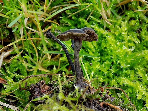 lopatovka obyčajná Auriscalpium vulgare Gray