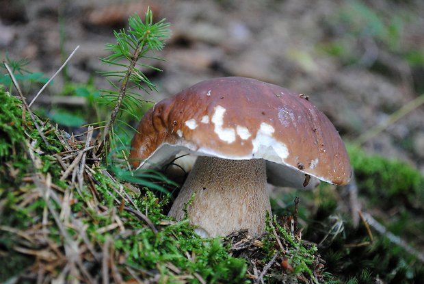 hríb smrekový Boletus edulis Bull.