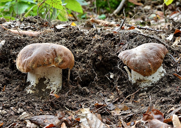 hríb smrekový Boletus edulis Bull.