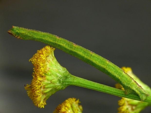 piadivka vresovisková (sk) / zelenopláštník hlohový (cz) Chlorissa viridata Linnaeus, 1758