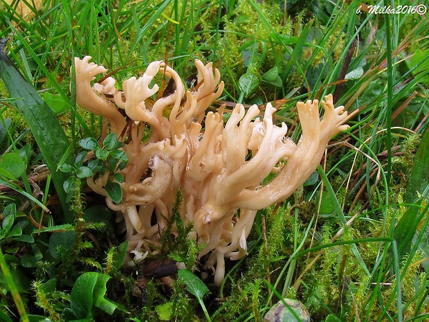 pastrapačka hnedá Clavulinopsis umbrinella (Sacc.) Corner