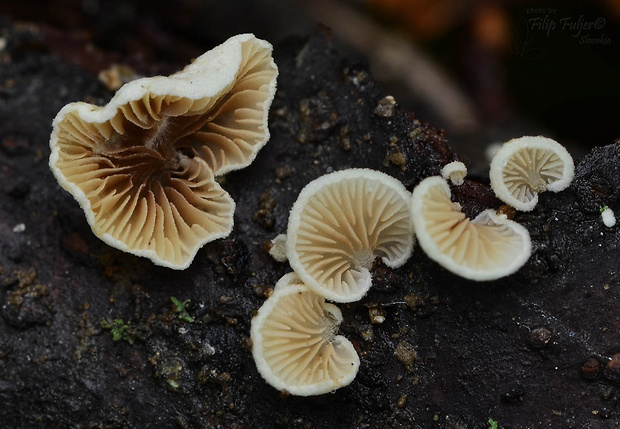 pahliva hrboľatovýtrusná Crepidotus subverrucisporus Pilát