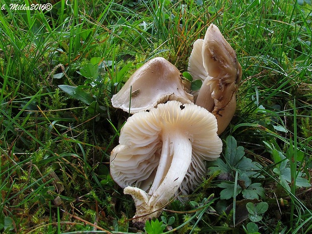 lúčnica výstredná Cuphophyllus fornicatus (Fr.) Lodge, Padamsee & Vizzini