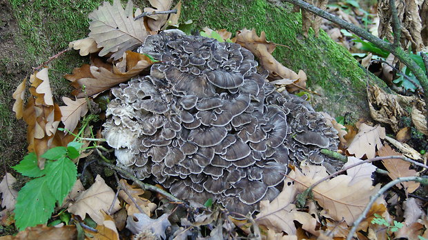 trsovnica lupeňovitá Grifola frondosa (Dicks.) Gray