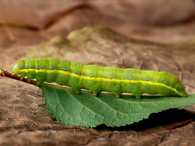 mora kelová (sk) / můra kapustová (cz) Lacanobia oleracea Linnaeus, 1758