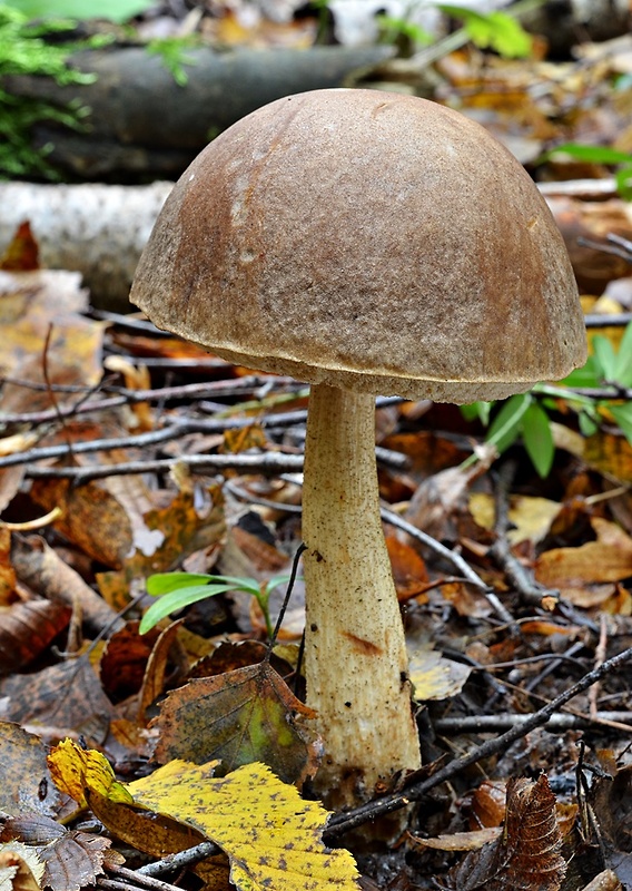 kozák brezový Leccinum scabrum (Bull.) Gray