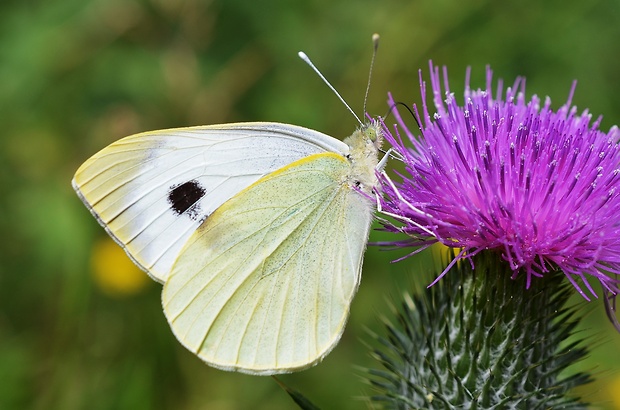 mlynárik kapustový Pieris brassicae Linnaeus,1758