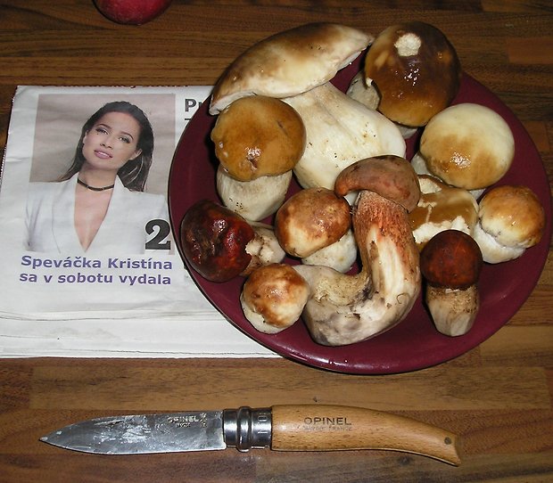 kozák osikový, hríb smrekový, Kristína ... Leccinum albostipitatum, Boletus edulis, Kristina belladonna