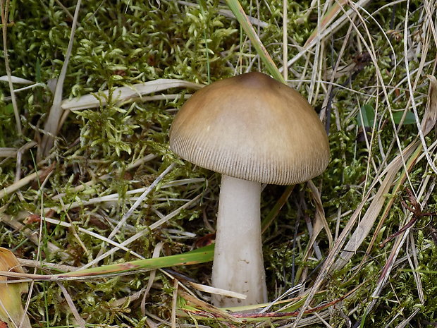 muchotrávka pošvatá Amanita vaginata (Bull.) Lam.