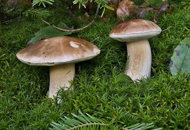 hríb smrekový Boletus edulis Bull.