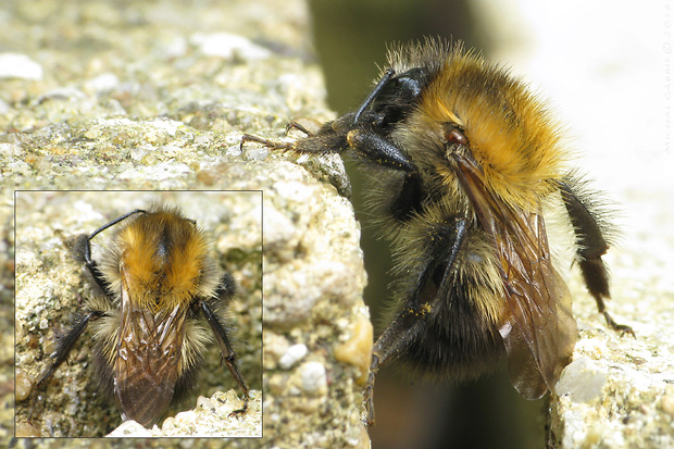 čmeľ poľný Bombus pascuorum Scopoli, 1763