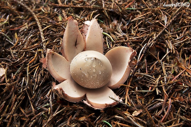 hviezdovka červenkastá Geastrum rufescens Pers.