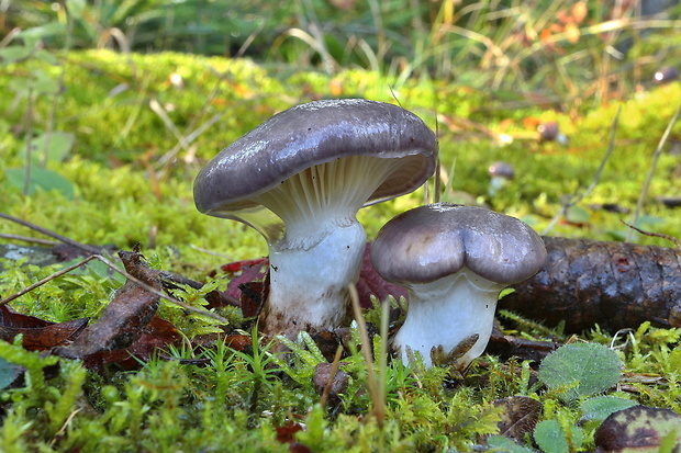 sliziak mazľavý Gomphidius glutinosus (Schaeff.) Fr.