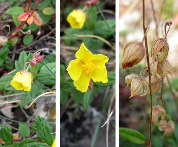 devätorník veľkokvetý tmavý Helianthemum grandiflorum subsp. obscurum (Pers. ex Wahlenb.) Holub