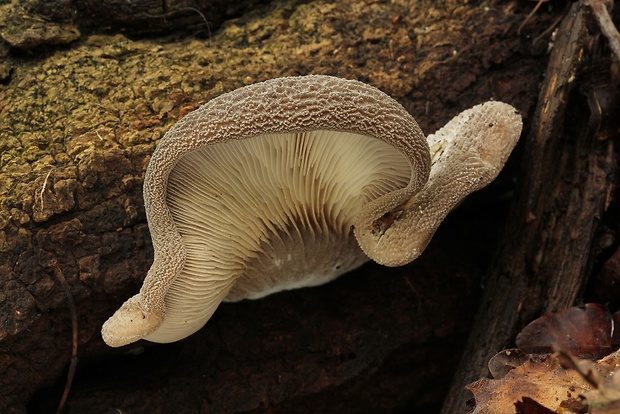 lastúrka plstnatá Hohenbuehelia mastrucata (Fr.) Singer